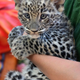 Illustration for article titled ZOMG BABY OCELOT AND BABY LEOPARD!!!